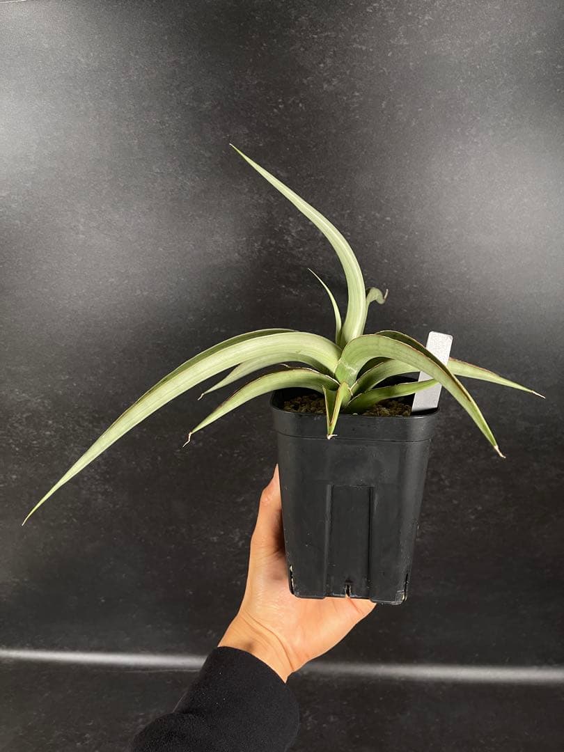 EMP サンセベリア lady may レディメイ　 / SA416