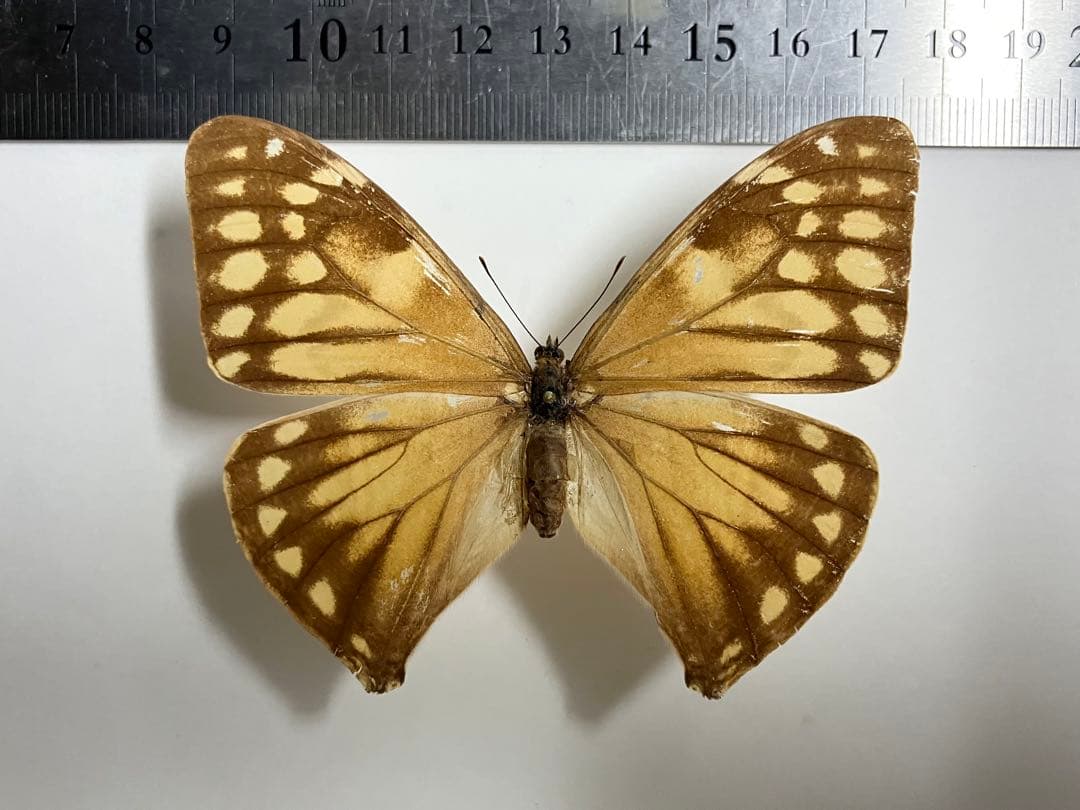 蝶の標本 透明と茶色の模様