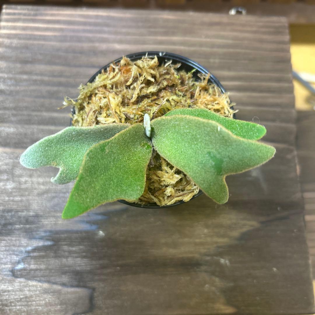 レア☆台湾産☆アガベ チタノタ 魔花 冰雹ぶつぶつ ドラゴンアガベ 魔花龍