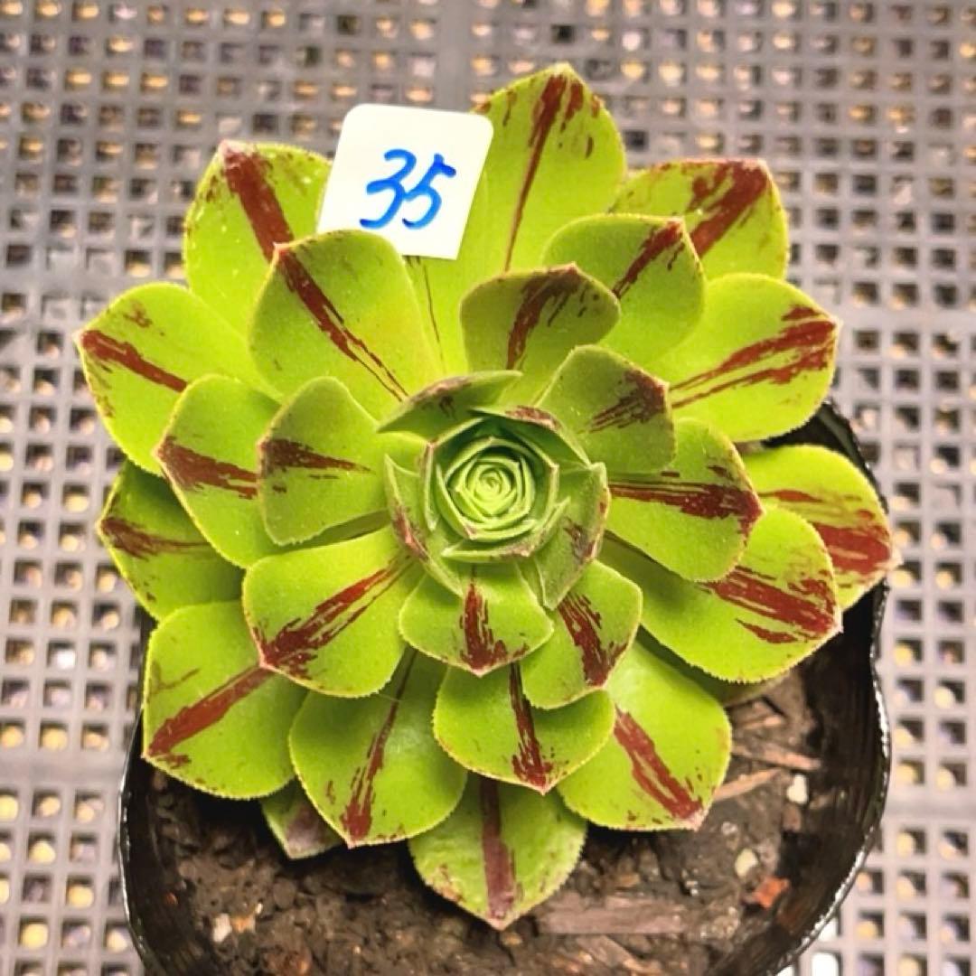 35#多肉植物アエオニウム錦❤️碧火❤️1大頭9cm 拔き苗 - メルカリ