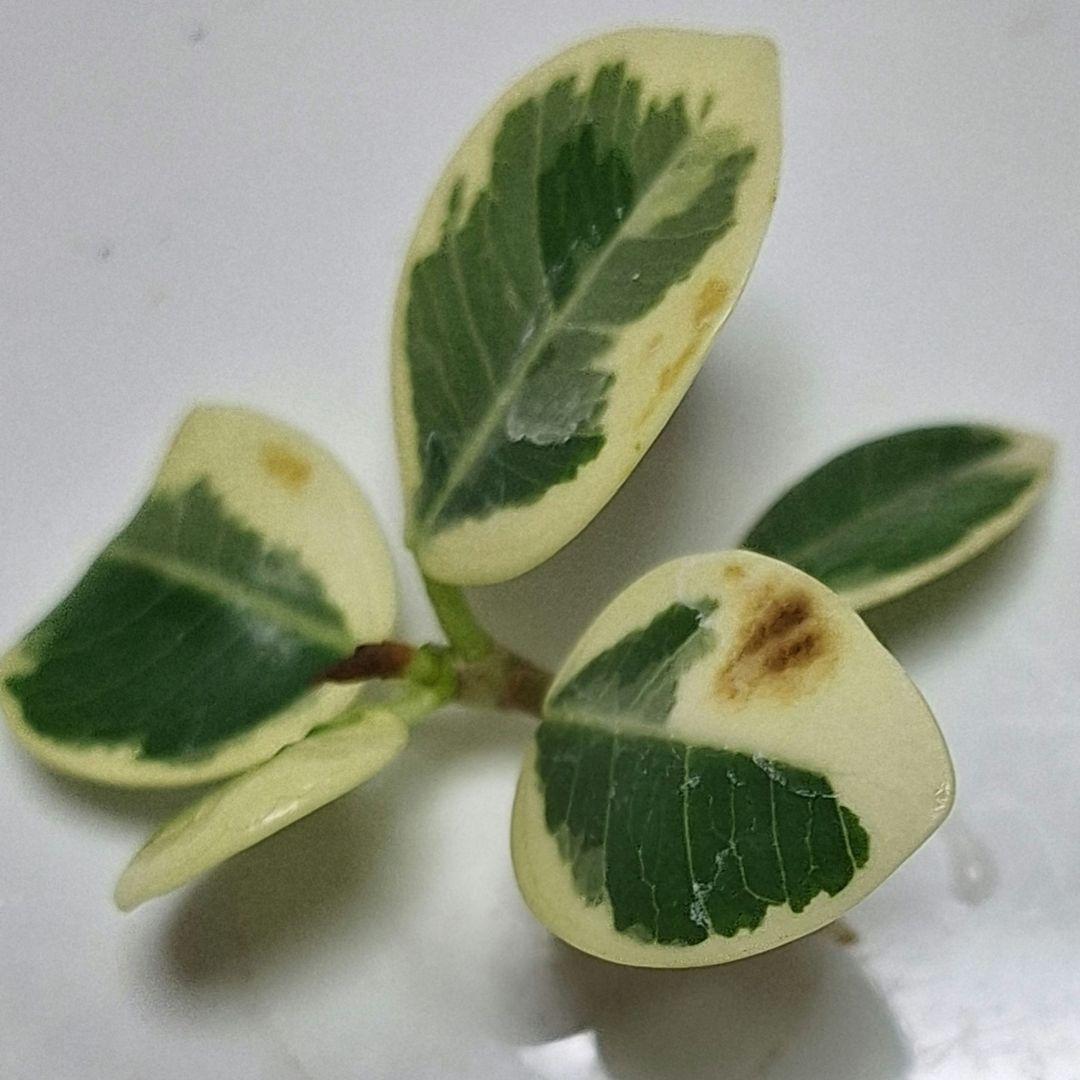 ☆*E様 パンダガジュマル　斑入り　カット苗