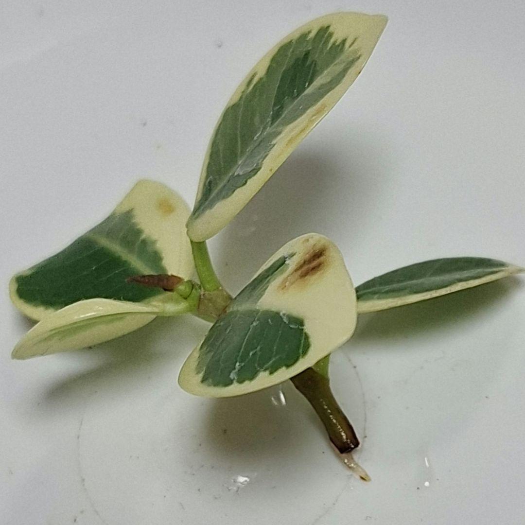 ☆*E様 パンダガジュマル　斑入り　カット苗