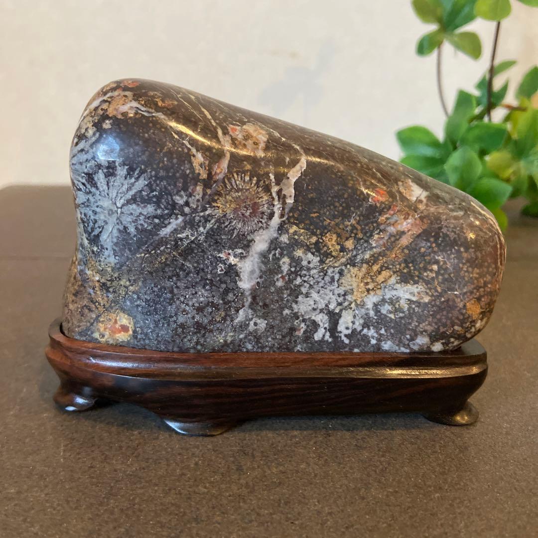 歳末フェア価格 菊花石 ☆鑑賞石 水石 盆栽 - メルカリ