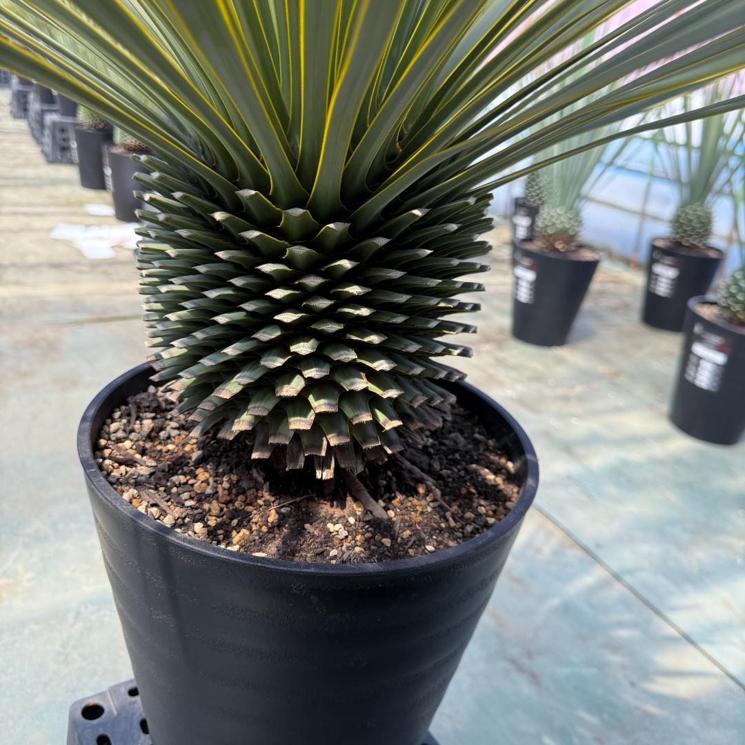 【AL915】ユッカ　ロストラータ