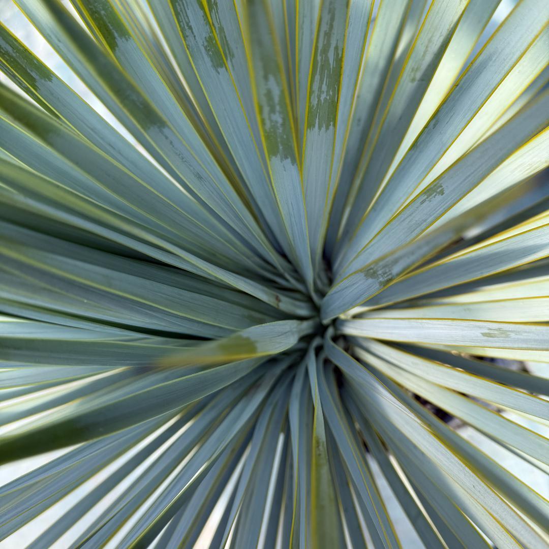 【AL915】ユッカ　ロストラータ