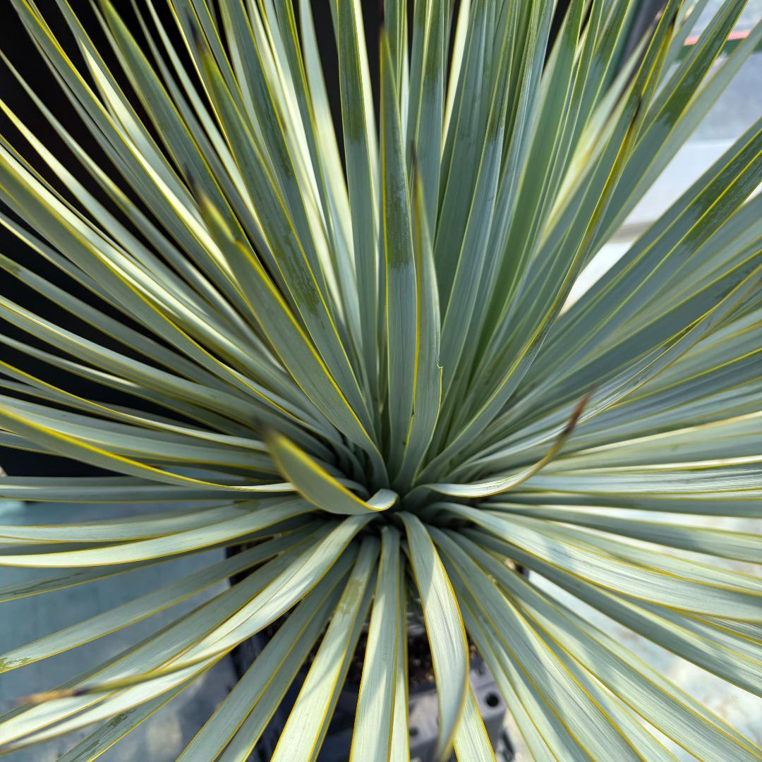 【AL915】ユッカ　ロストラータ