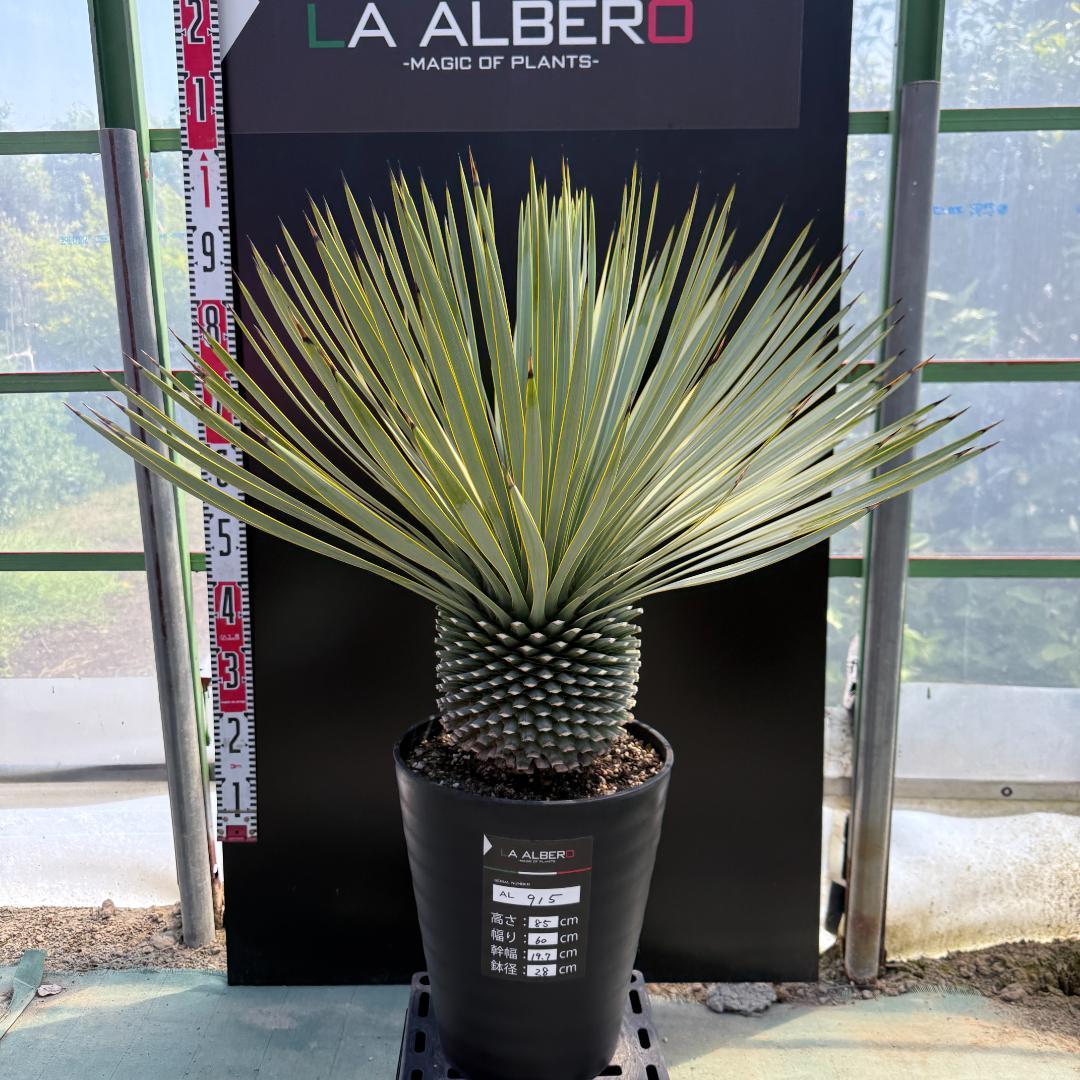 【AL915】ユッカ　ロストラータ