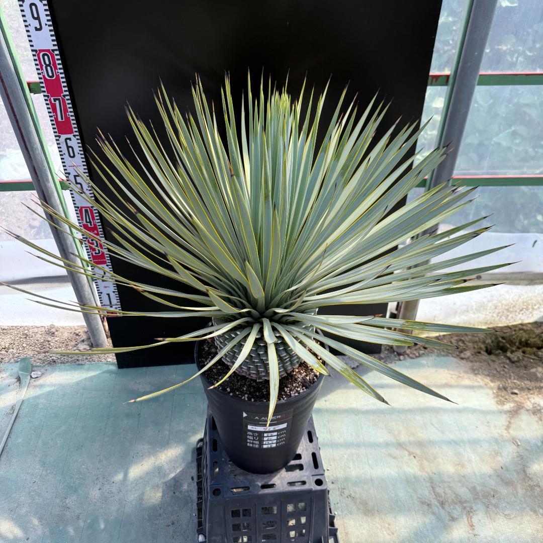 【AL915】ユッカ　ロストラータ