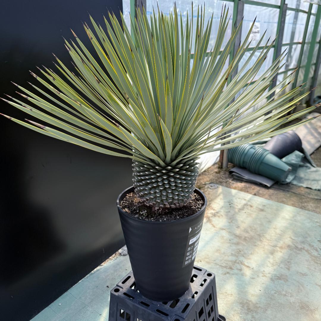 【AL915】ユッカ　ロストラータ