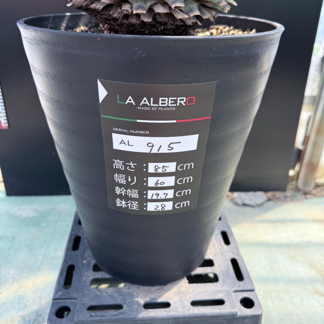 【AL915】ユッカ　ロストラータ