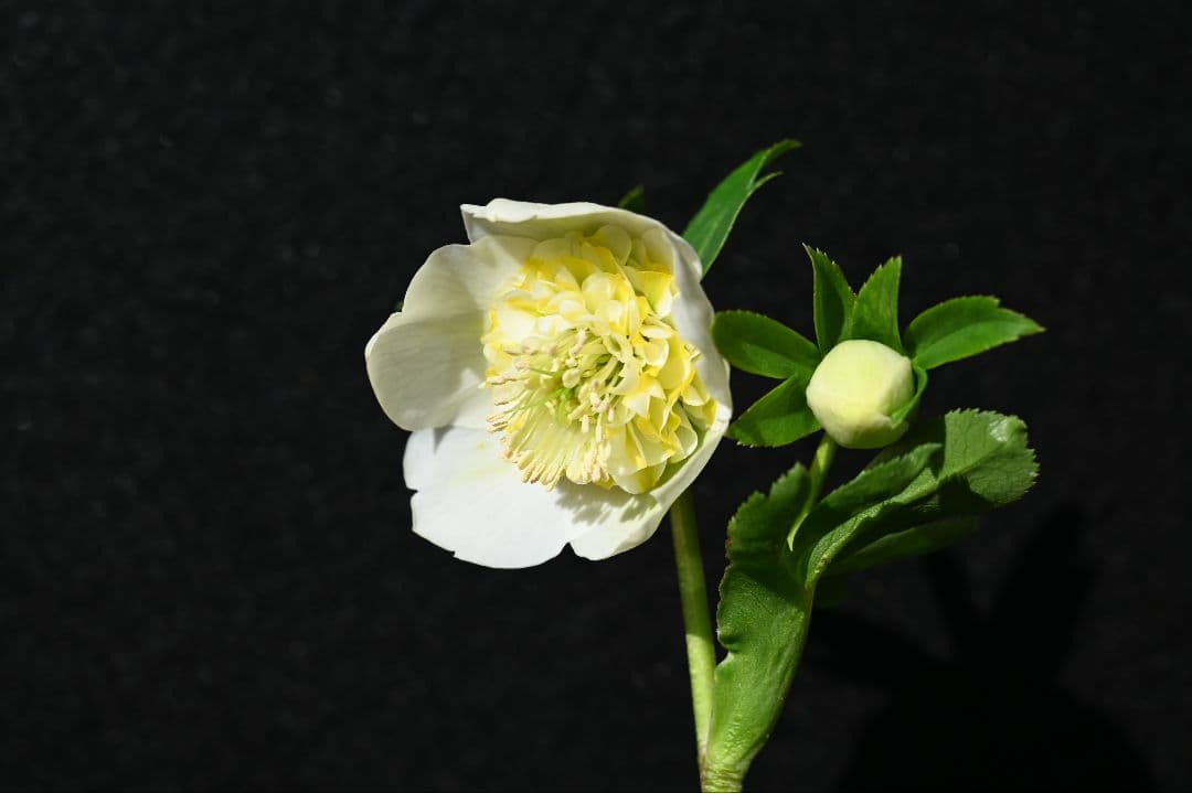 クリスマスローズ　認定モーリー　加藤農園