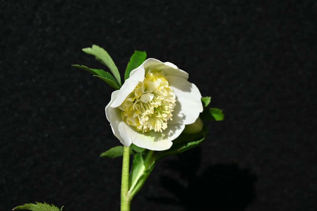 クリスマスローズ　認定モーリー　加藤農園