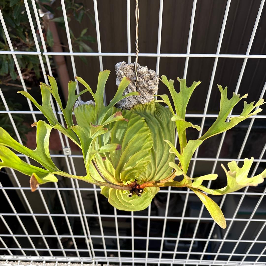 【超厳選美株 良型】ワイルドリドレイ ビカクシダ　コウモリラン