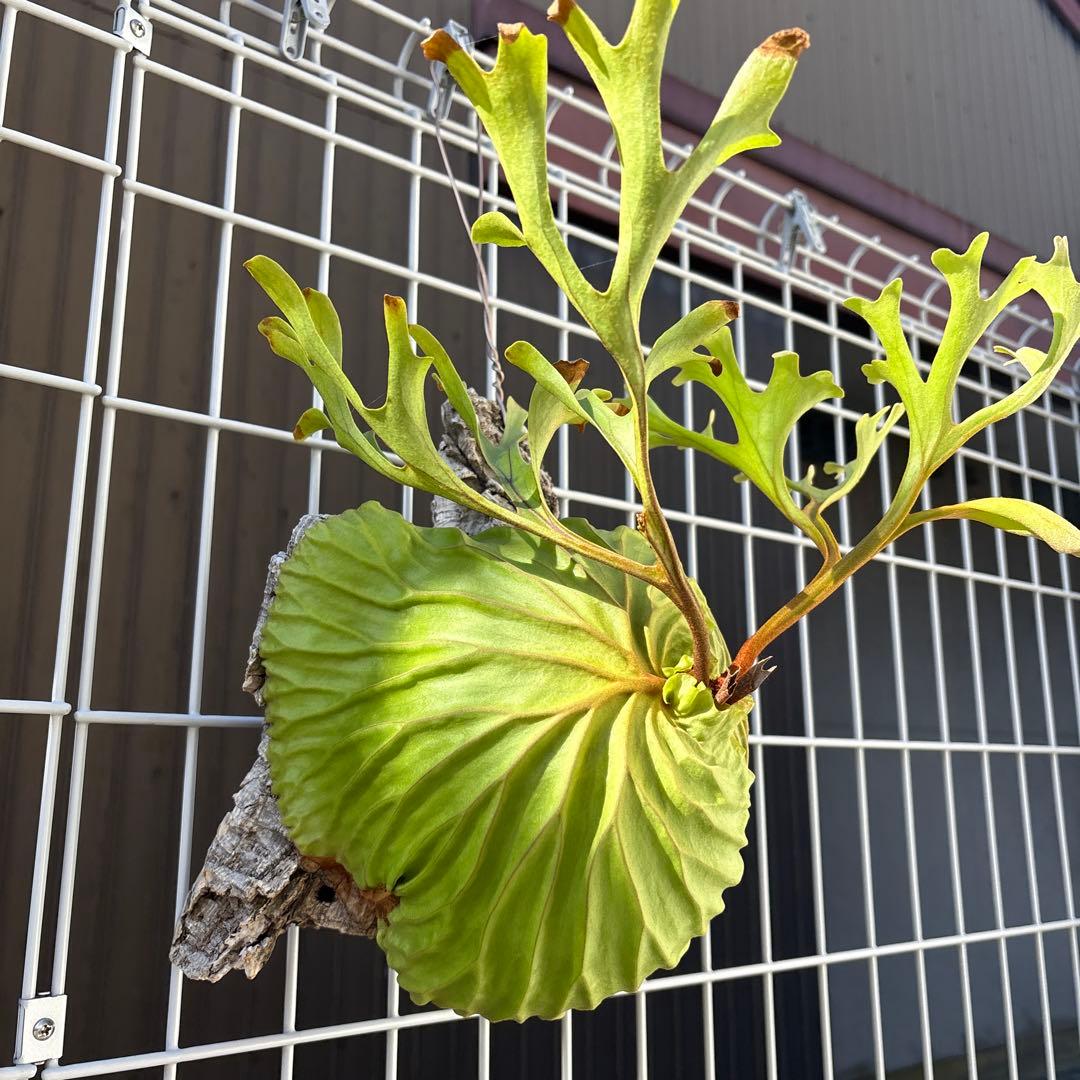 【超厳選美株 良型】ワイルドリドレイ ビカクシダ　コウモリラン