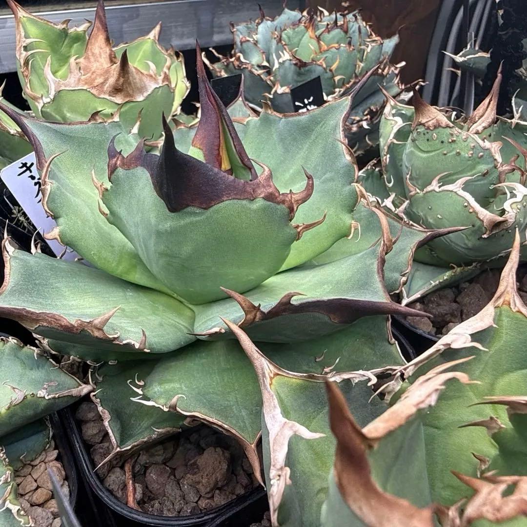 アガベ チタノタ キングアーサー 子株 - メルカリ