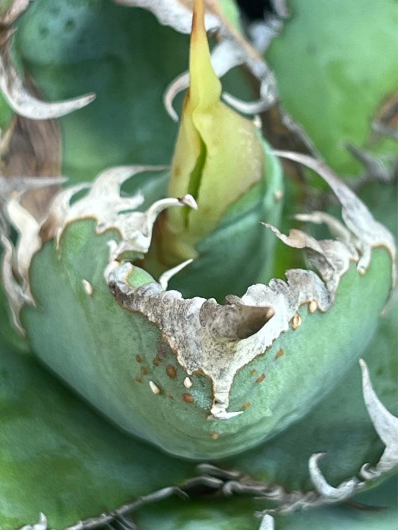 アガベ チタノタ 麻花龍（マカロン）Lize産 ムチプリ / 星空 金蟾 痘痘