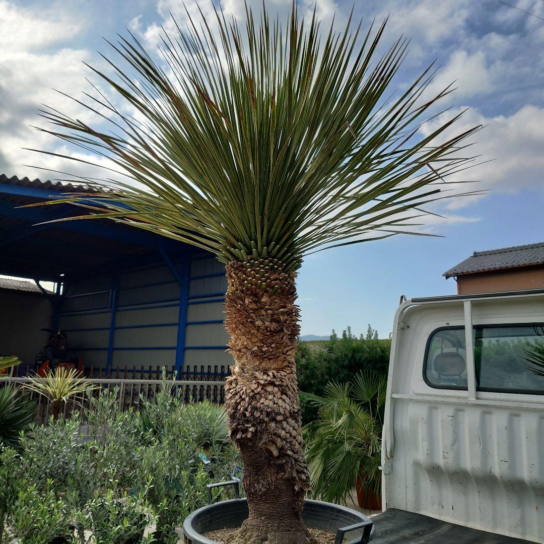 ユッカ ロストラータ 《Lサイズ・H=約1.55m・約48kg》304