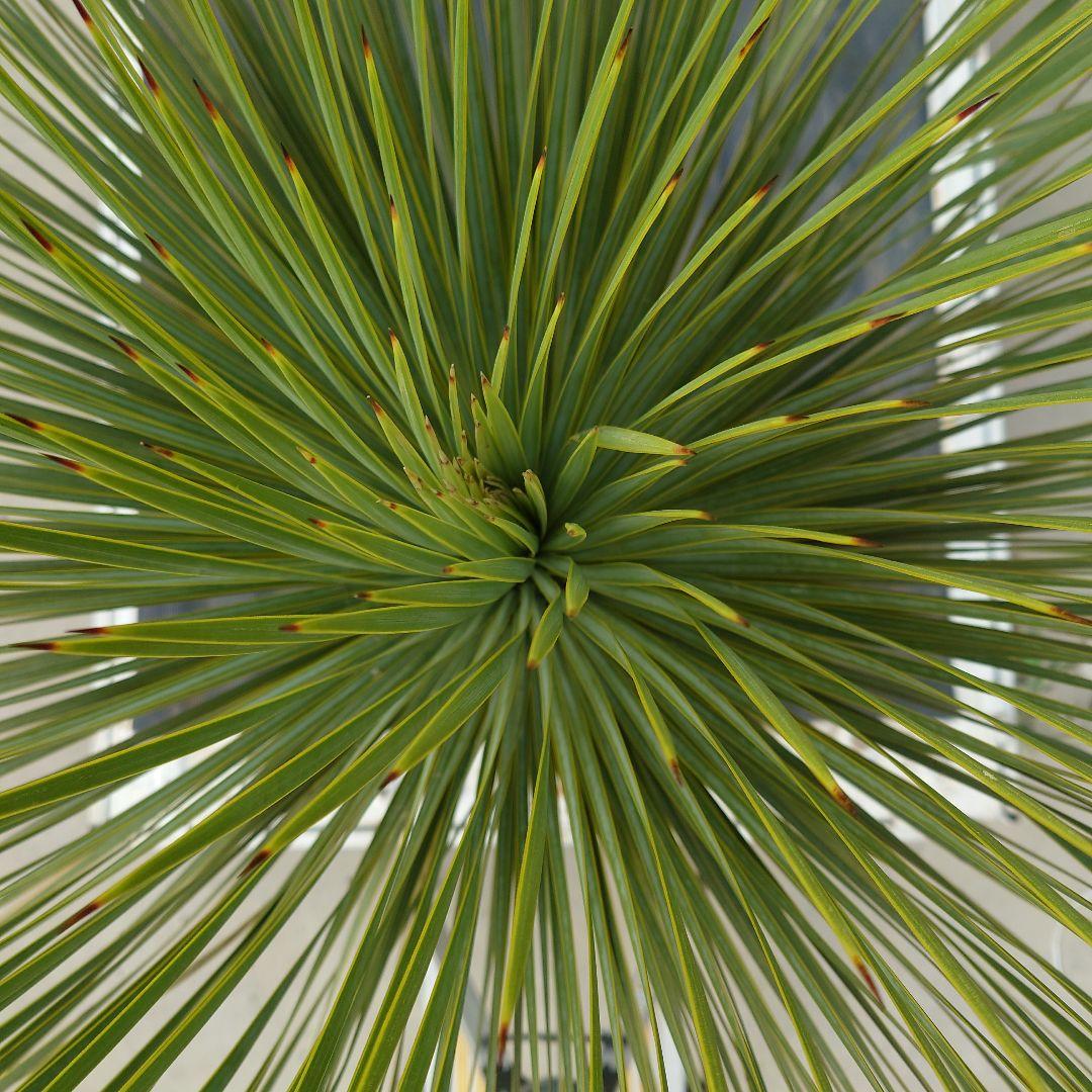 ユッカ ロストラータ 《Lサイズ・H=約1.55m・約48kg》304