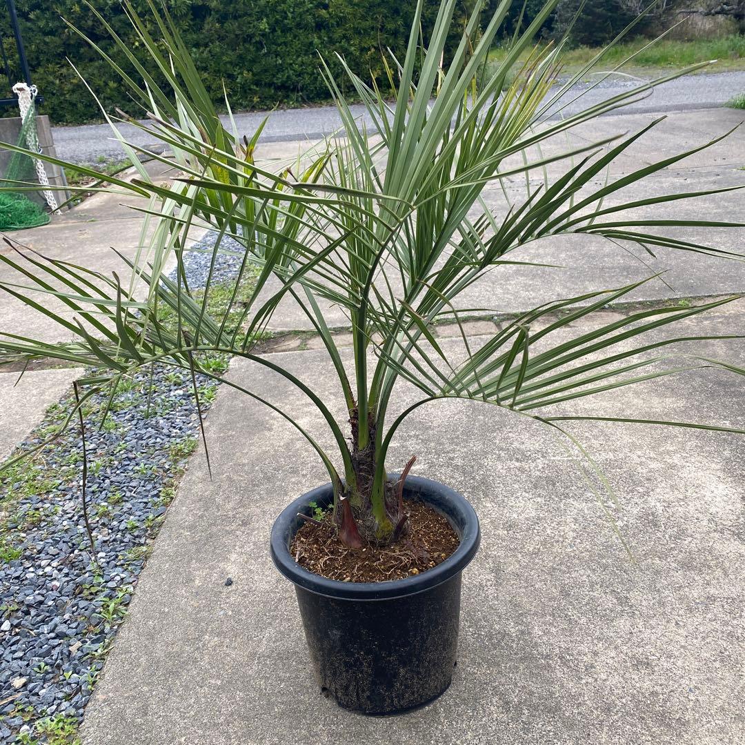 ココスヤシ シルバーリーフ L108292488 - その他最 安値 で