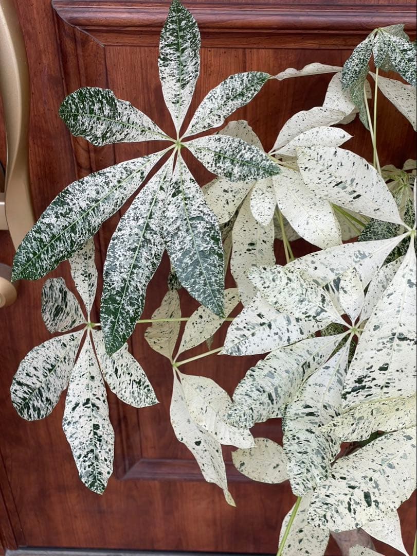 極白斑入りパキラ　ミルキーウェイ鉢付き