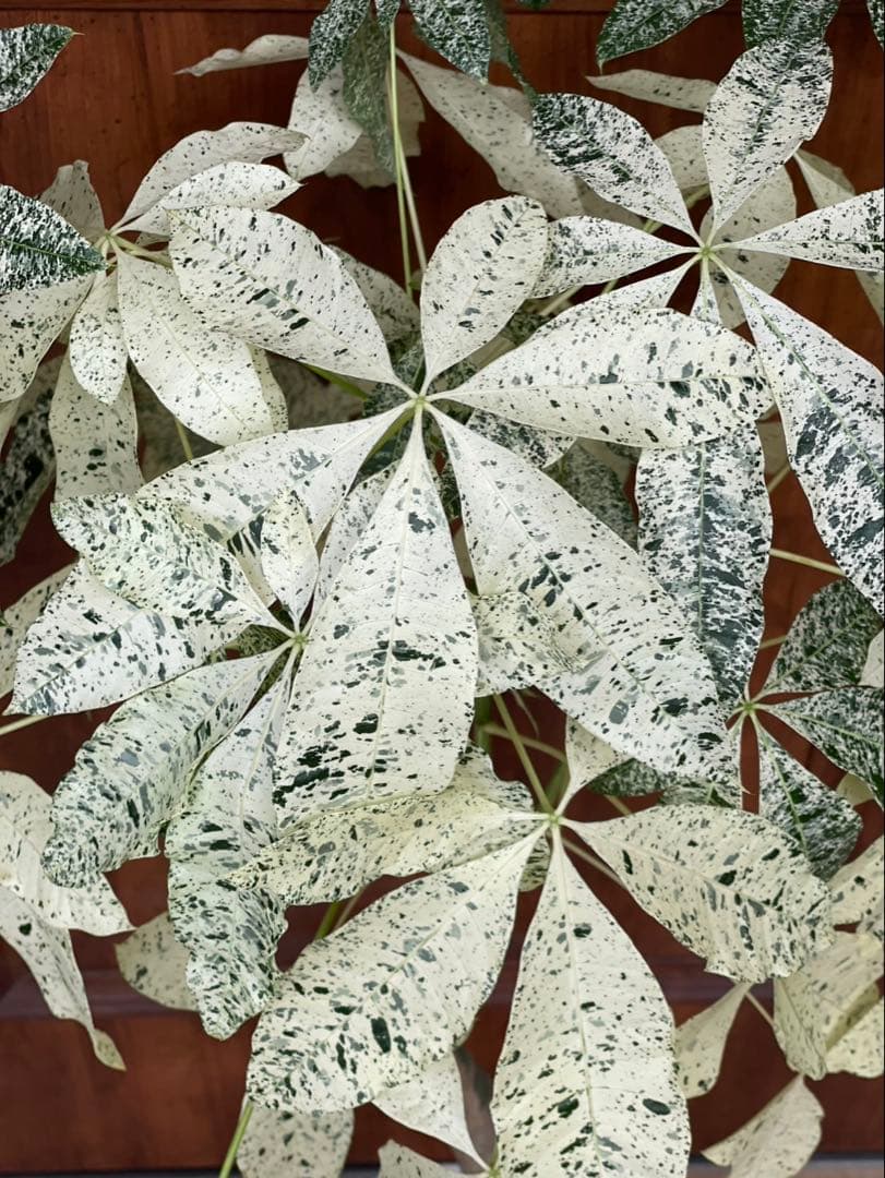 極白斑入りパキラ　ミルキーウェイ鉢付き