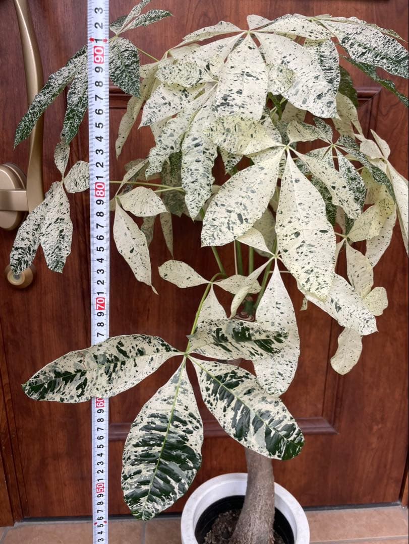 極白斑入りパキラ　ミルキーウェイ鉢付き