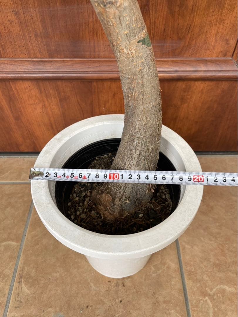 極白斑入りパキラ　ミルキーウェイ鉢付き