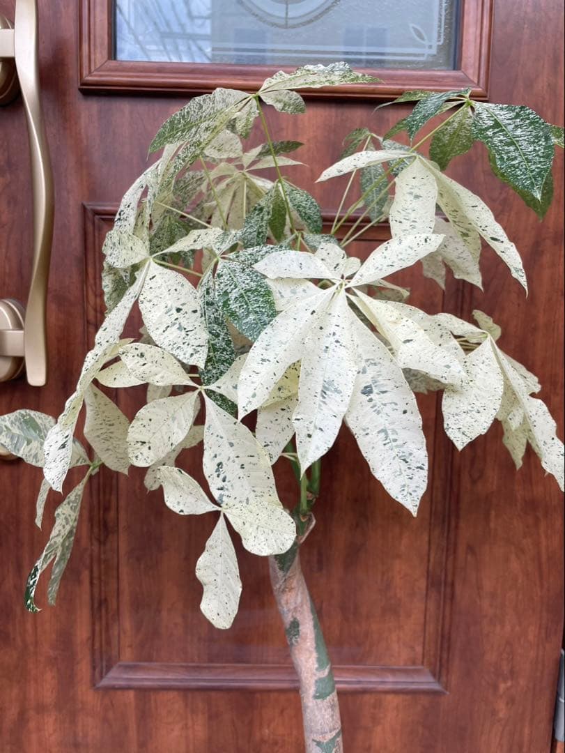 極白斑入りパキラ　ミルキーウェイ鉢付き