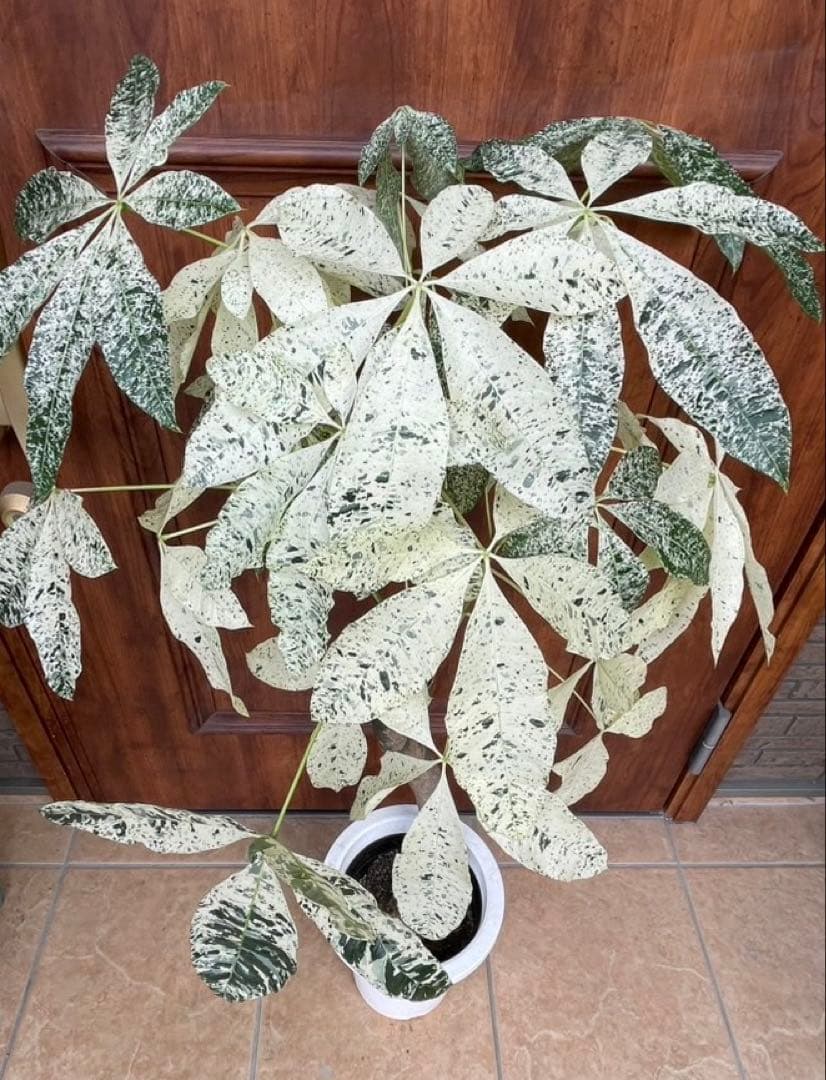 極白斑入りパキラ　ミルキーウェイ鉢付き