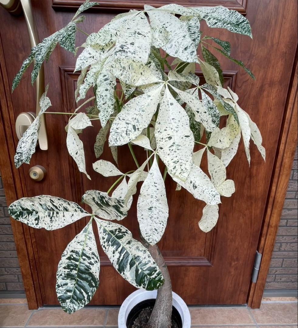 極白斑入りパキラ　ミルキーウェイ鉢付き