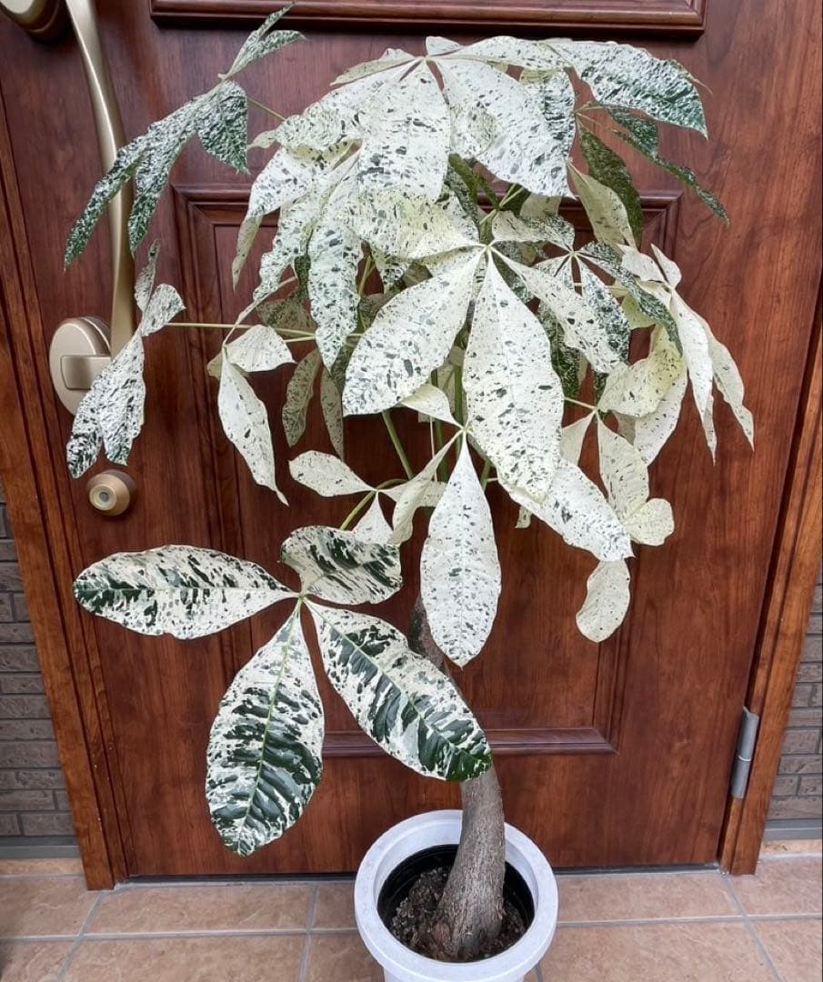 極白斑入りパキラ　ミルキーウェイ鉢付き