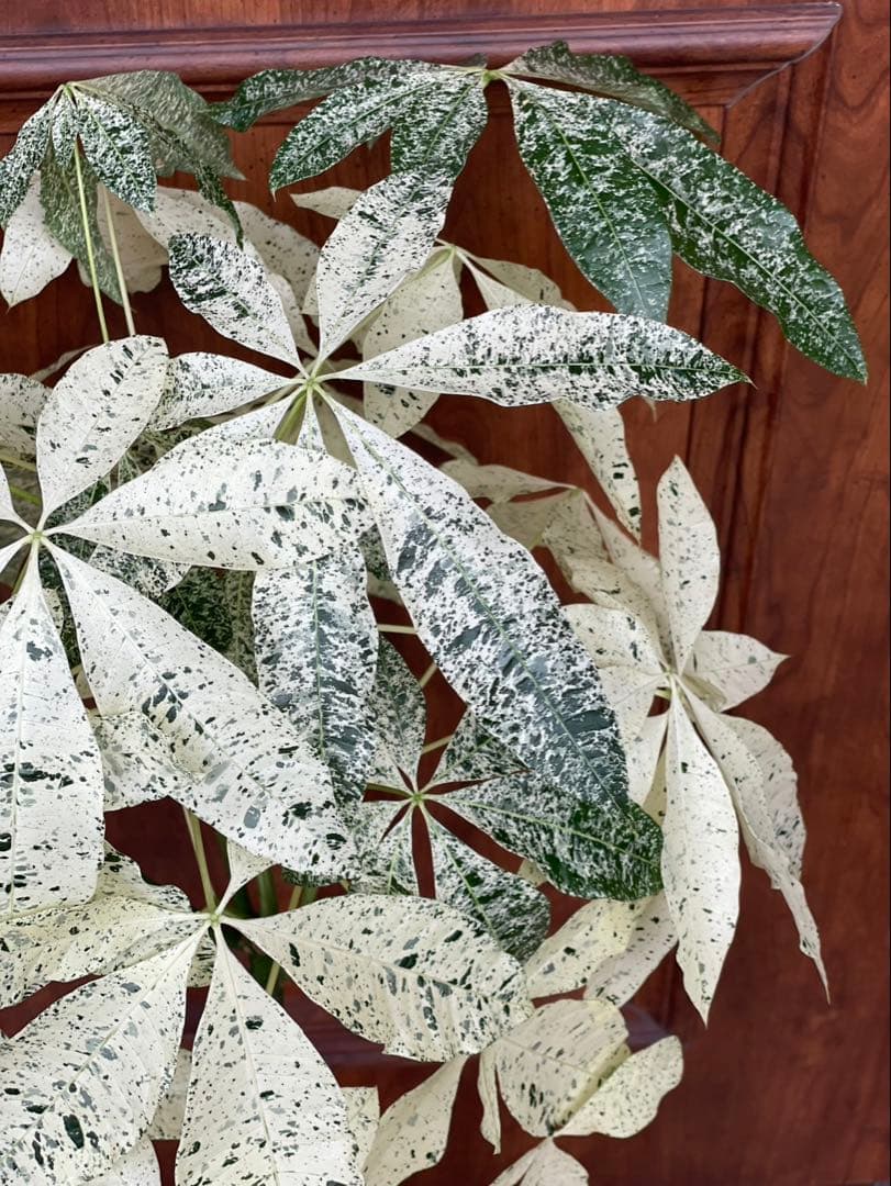 極白斑入りパキラ　ミルキーウェイ鉢付き