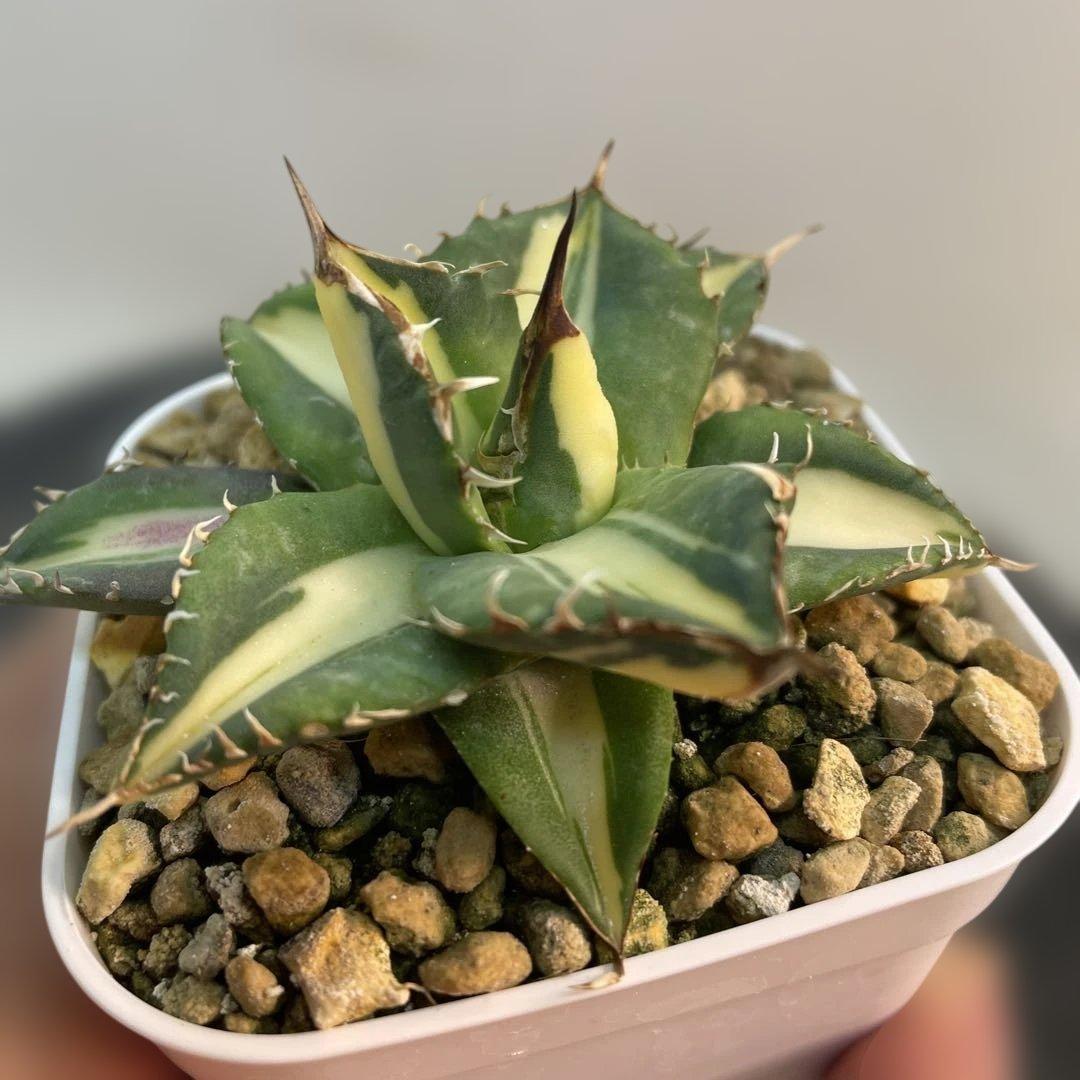 アガベ チタノタ　Saber tooth tiger 中斑　活着株鉢ごと発送