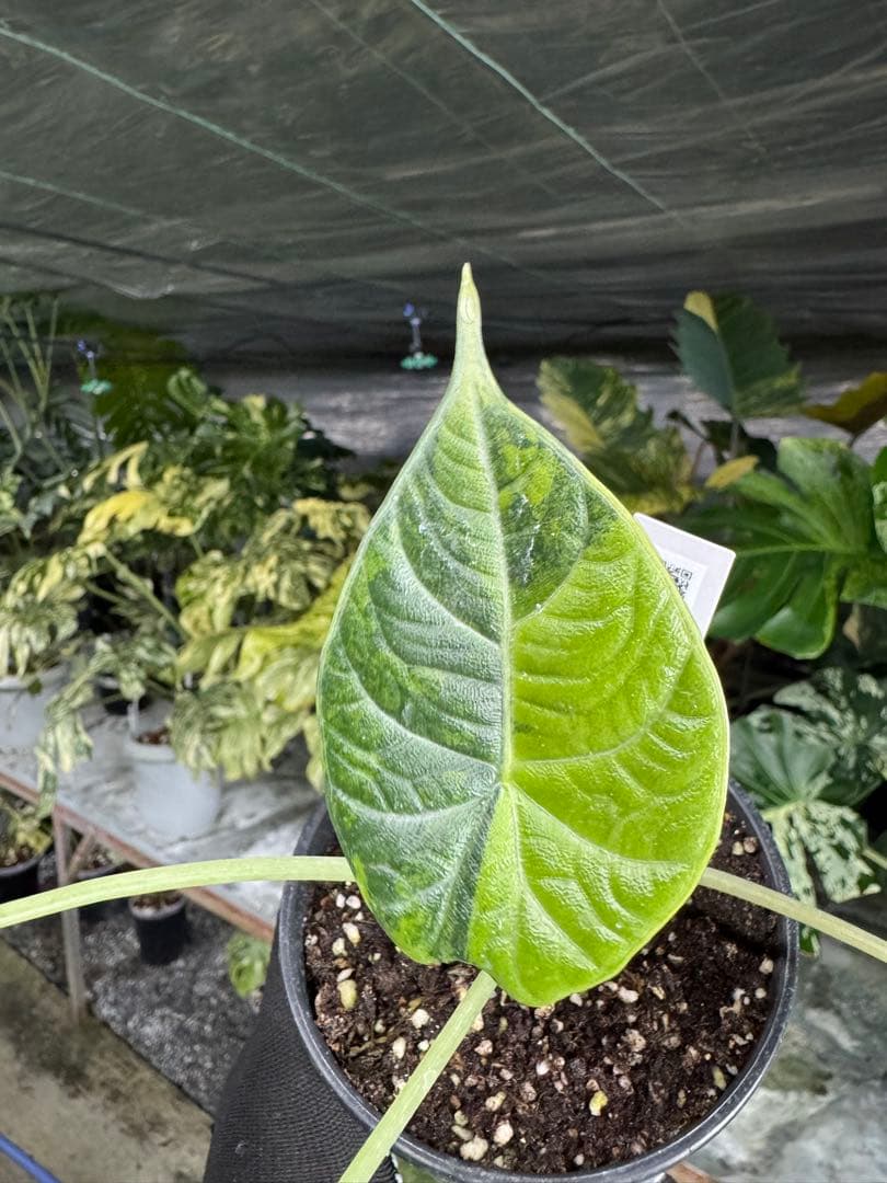 m*o様 11アロカシア　マハラニ　ゴールド　黄斑入り