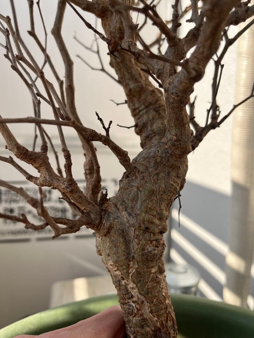 早い者勝ち 超極太 実生 パキプス オペルクリカリアパキプス