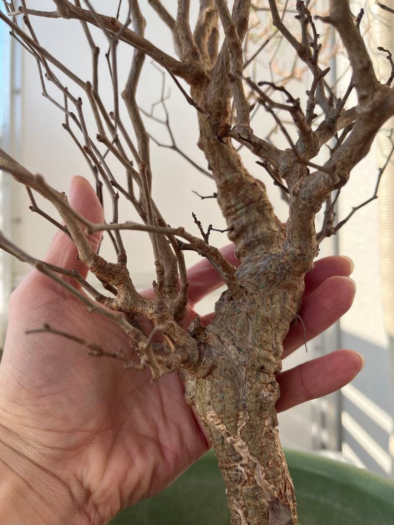 早い者勝ち 超極太 実生 パキプス オペルクリカリアパキプス