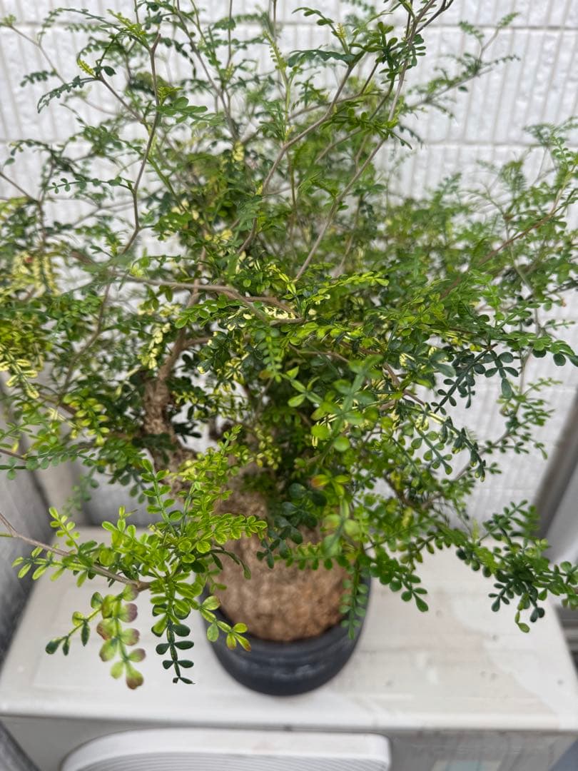 インボイス発行可 オペルクリカリア パキプス 幹幅18㎝ 発根済み 三州