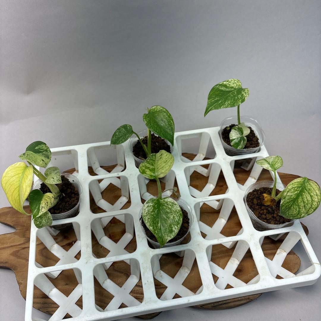 た*ん様 5株セットL047【特別選抜】ホワイトモンスター／天津蘭 モンステラ斑