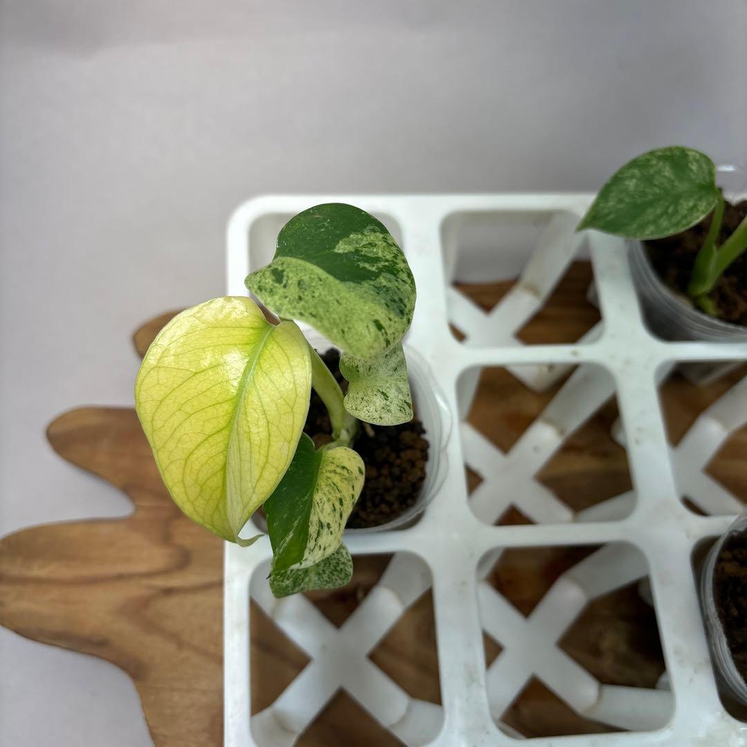 た*ん様 5株セットL047【特別選抜】ホワイトモンスター／天津蘭 モンステラ斑