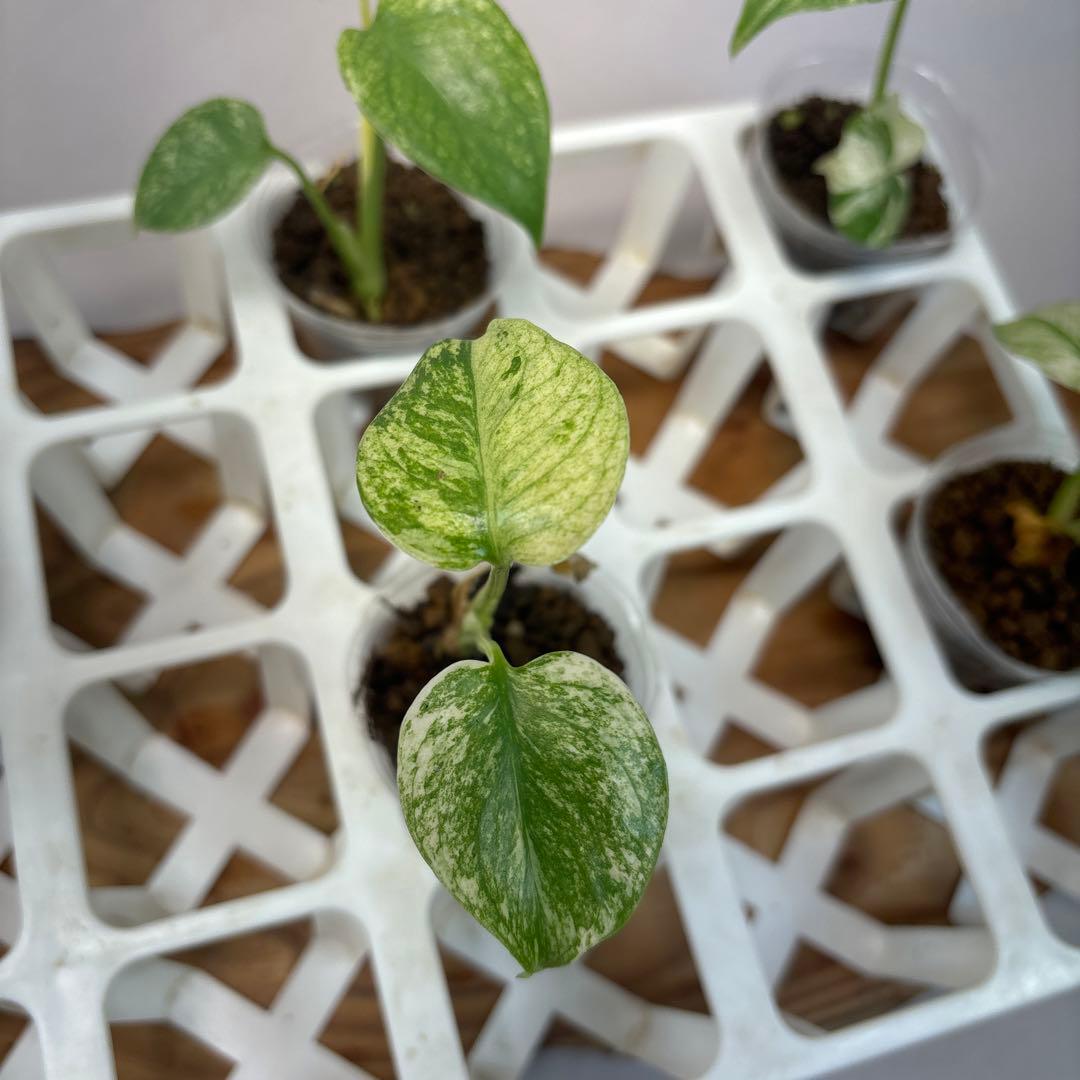 た*ん様 5株セットL047【特別選抜】ホワイトモンスター／天津蘭 モンステラ斑