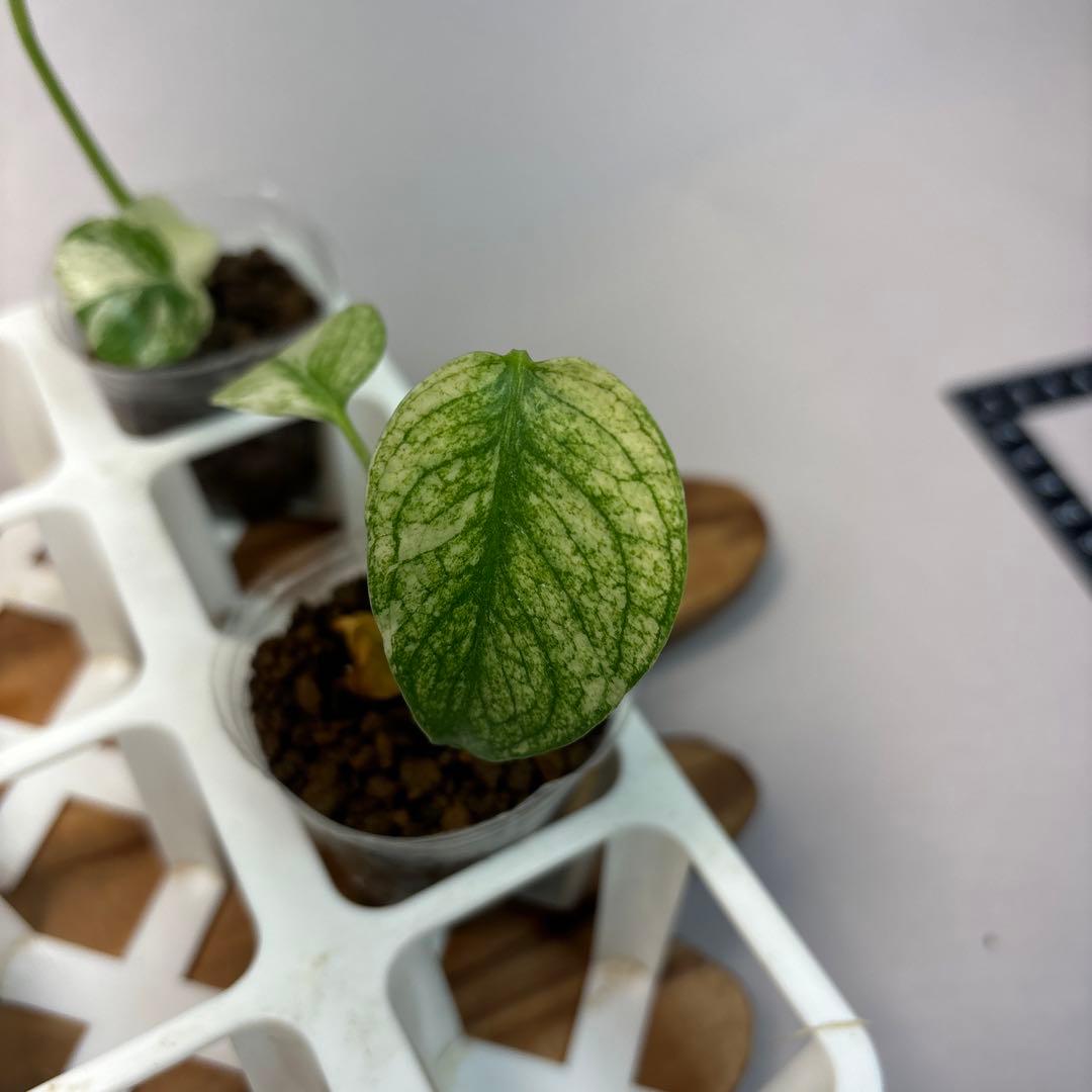 た*ん様 5株セットL047【特別選抜】ホワイトモンスター／天津蘭 モンステラ斑