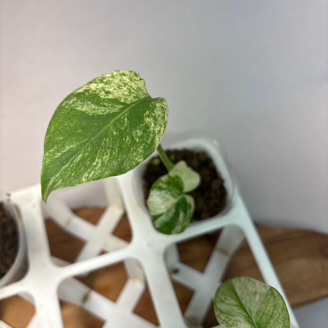 た*ん様 5株セットL047【特別選抜】ホワイトモンスター／天津蘭 モンステラ斑