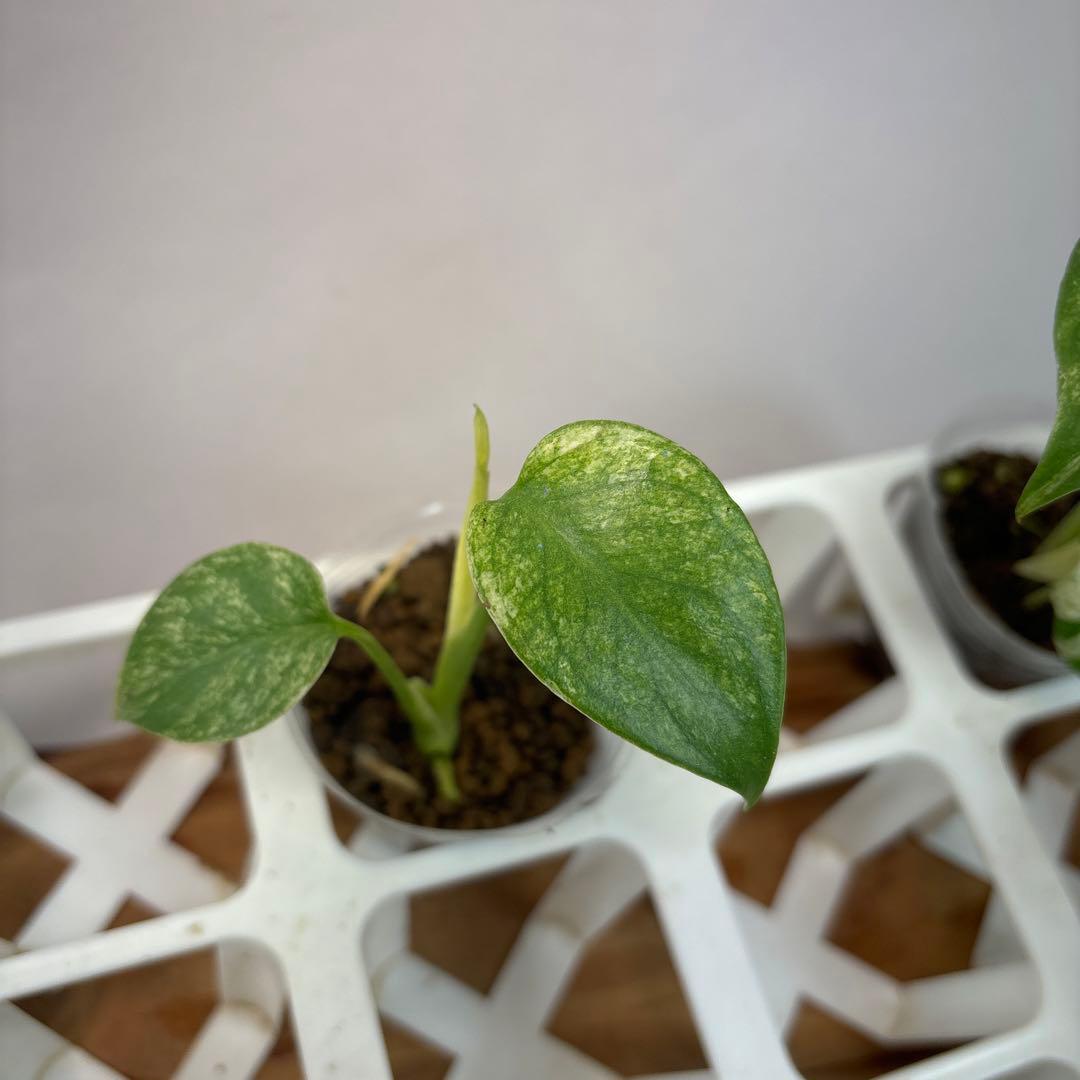 た*ん様 5株セットL047【特別選抜】ホワイトモンスター／天津蘭 モンステラ斑