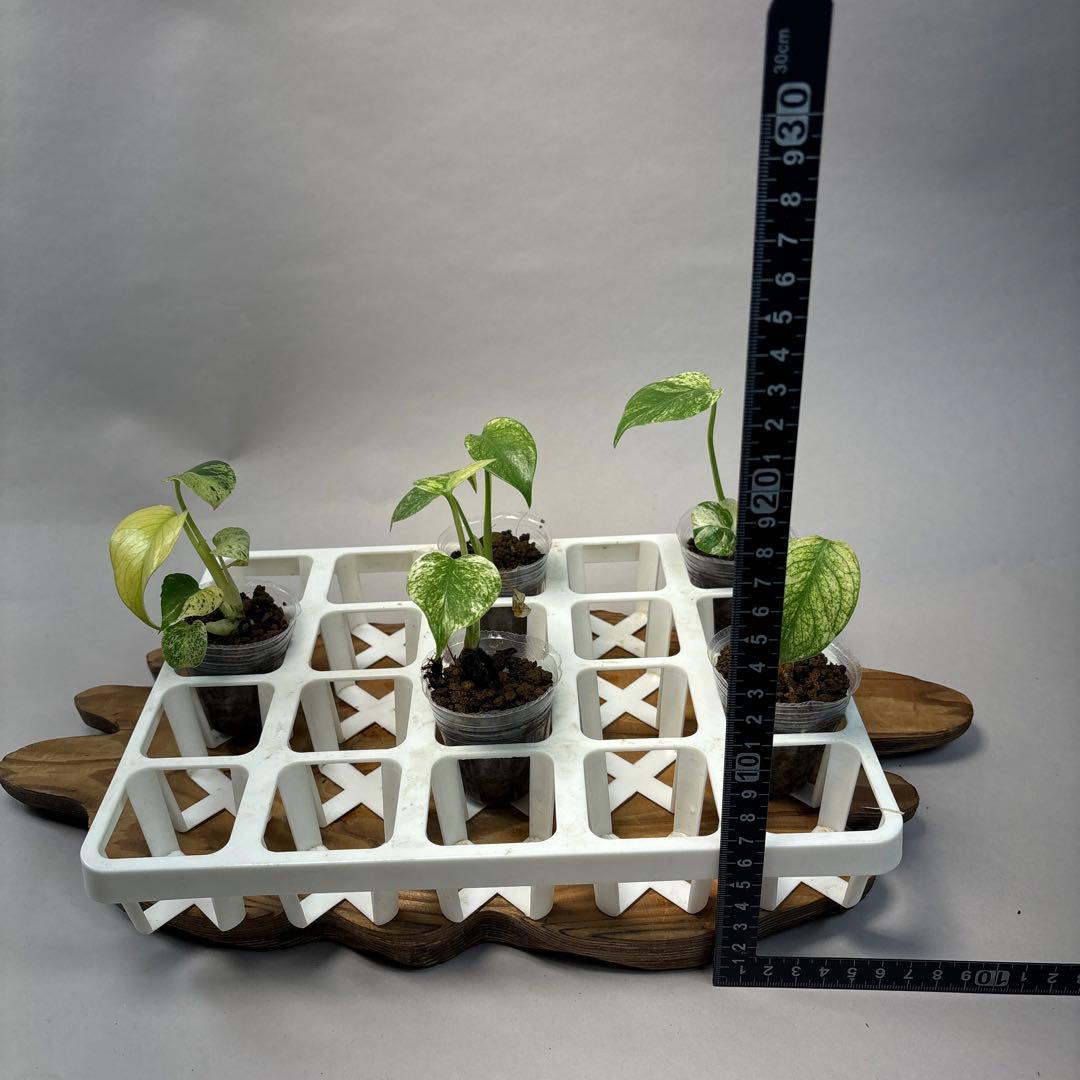 た*ん様 5株セットL047【特別選抜】ホワイトモンスター／天津蘭 モンステラ斑