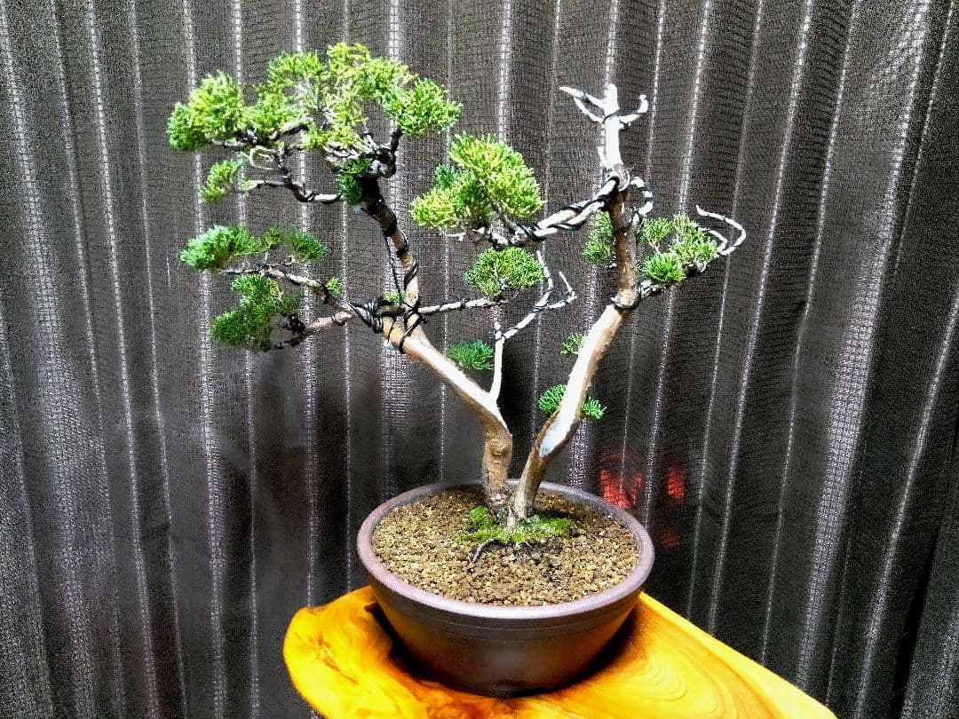 【中品　 糸魚川真柏盆栽】　　　　⭕こじこじ様…専用❗