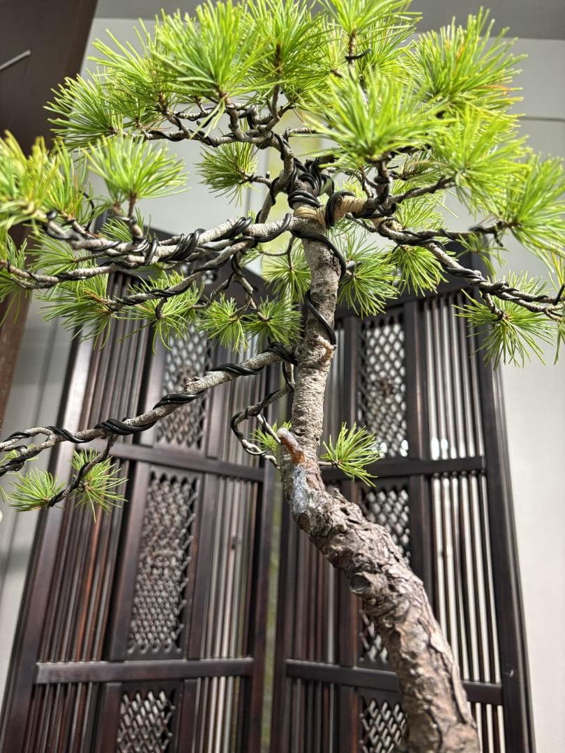 値下げ】五葉松 盆栽 樹高37cm 太模様木 美しい曲がり樹形 本格ゴヨウマツ