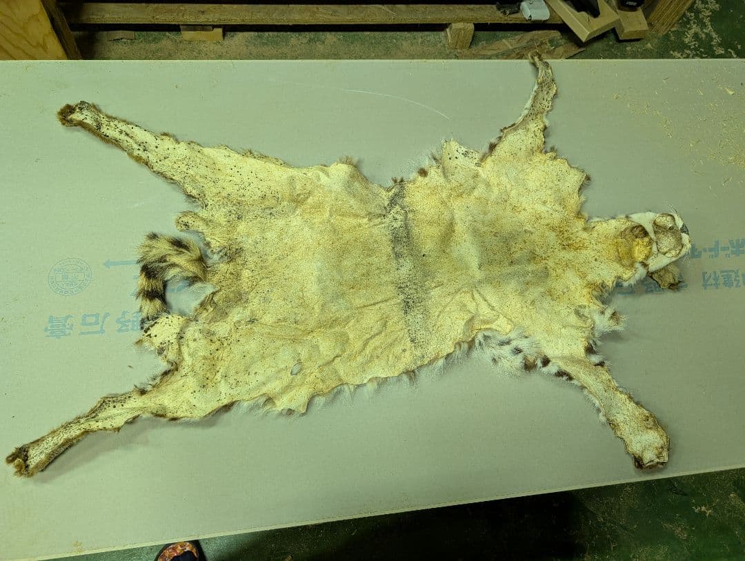 サーバルキャット　毛皮