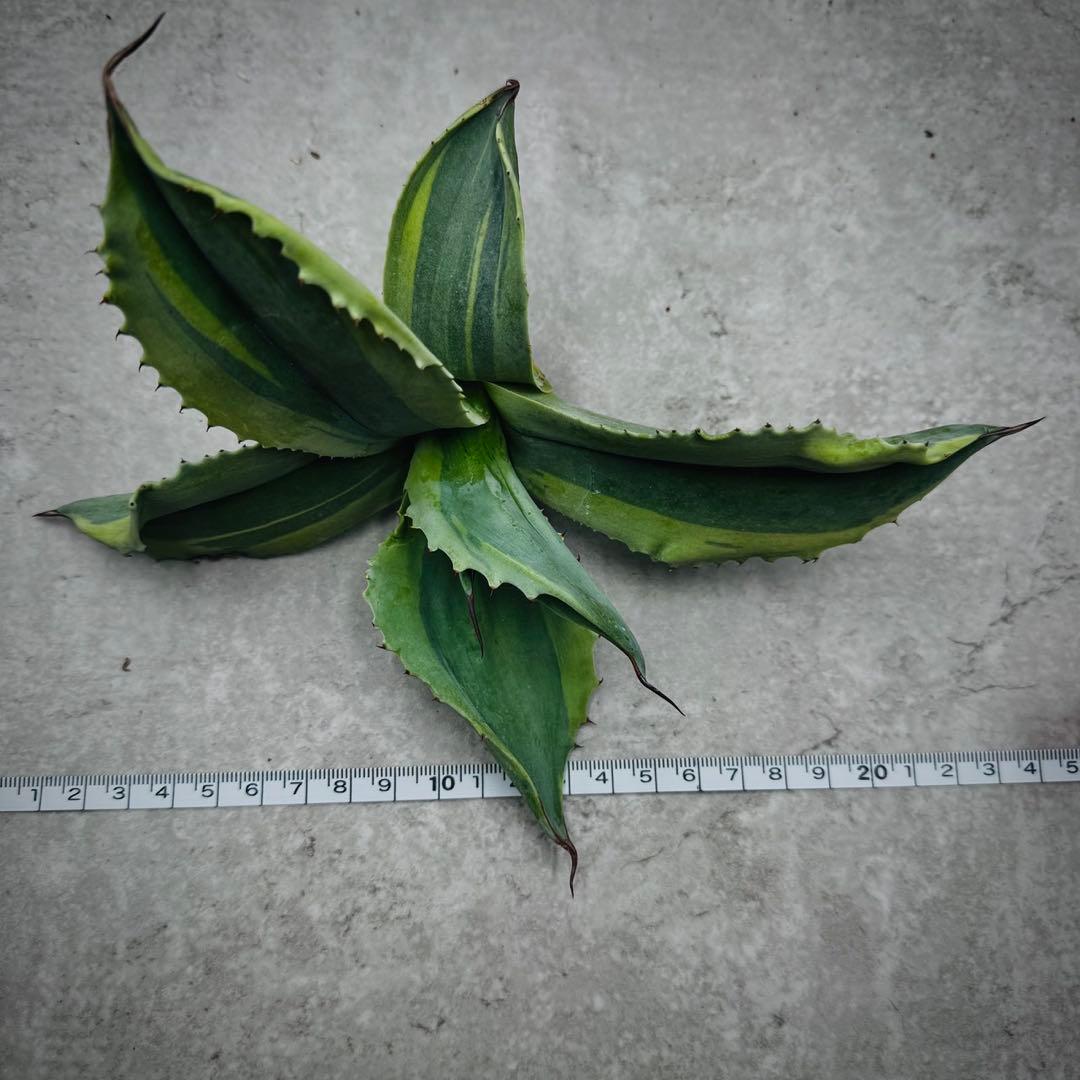 H*m様 多肉植物・アガベ・【特選】・オルカ・斑入り・SSS級美株・天芽・W24