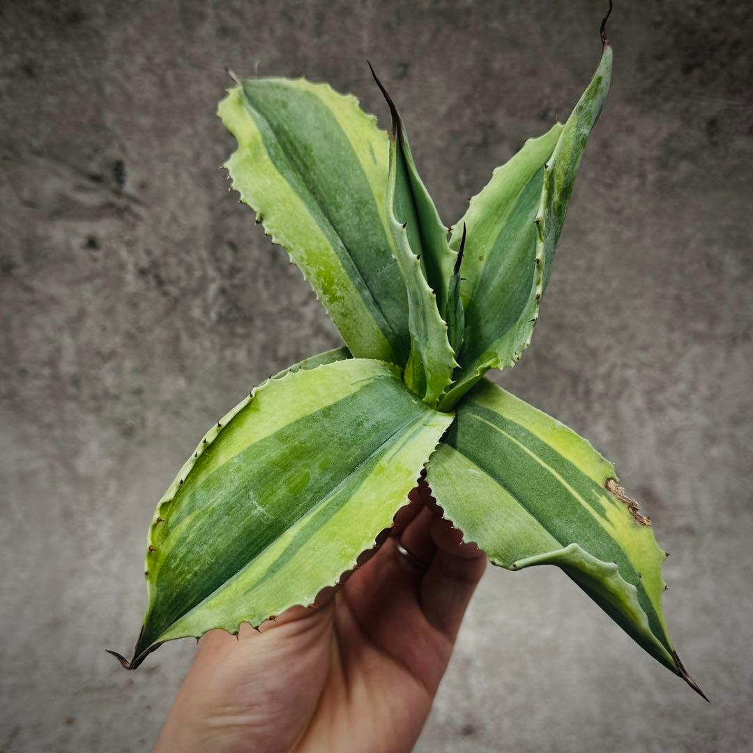 H*m様 多肉植物・アガベ・【特選】・オルカ・斑入り・SSS級美株・天芽・W24