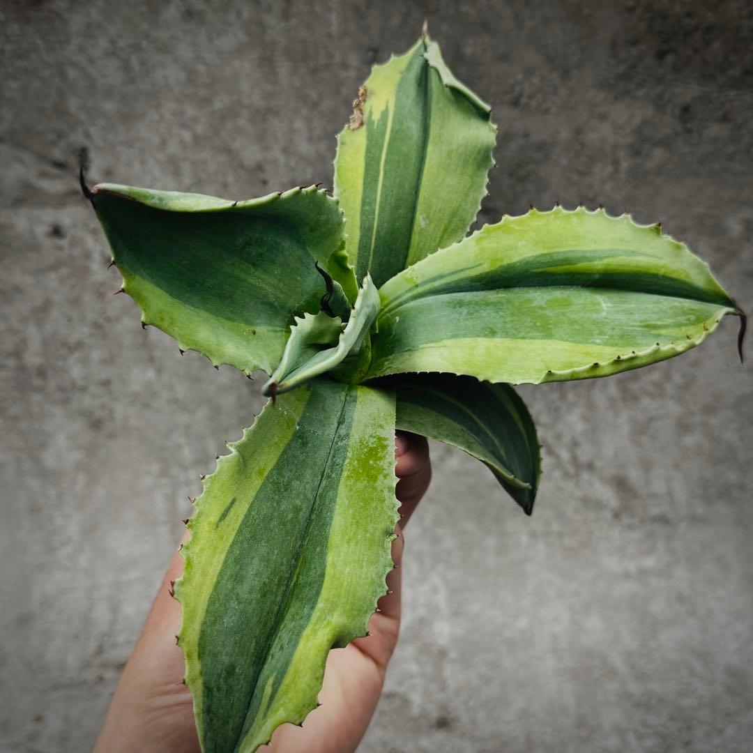 H*m様 多肉植物・アガベ・【特選】・オルカ・斑入り・SSS級美株・天芽・W24